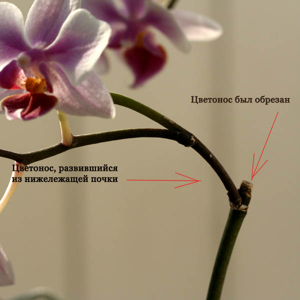Уход за орхидеей фаленопсис во время цветения и после отцветания