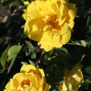 Розы для сада (3)