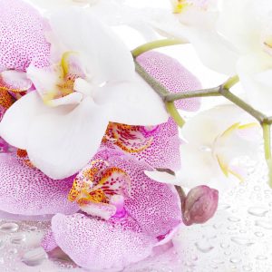 белая орхидея контакты