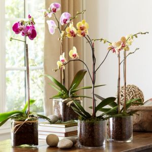Уход за орхидеей фаленопсис в домашних условиях