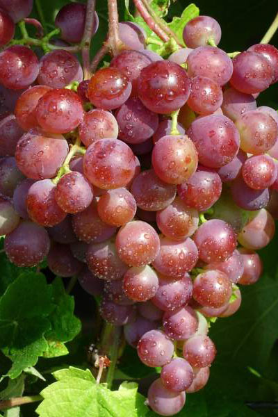 виноград в омске