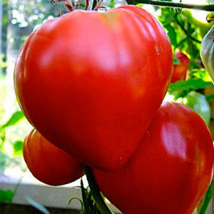 томат-воловье-сердце