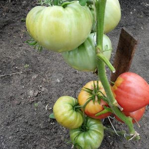 tomat-Babushkin-sekret