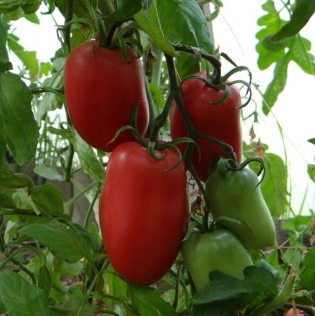 tomat-kenigsberg