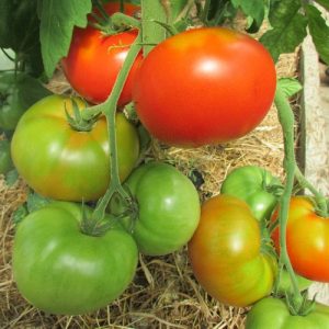 tomat-kumir