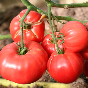 томат-любовь-ирана