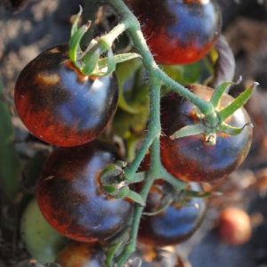 tomat-chernichka